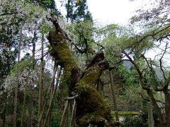 そうだ　2008年京都の桜見納めツアー、行こう。～其之一・常照皇寺篇～