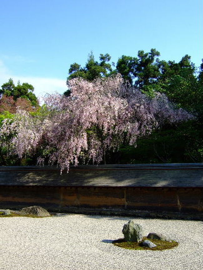 常照皇寺を後にして、次に向かった先は竜安寺。ここは、2年前に来た時に桜園の美しさに感心し、石庭だけではない魅力を味わったお寺でした。<br /><br />ひんやりとした京北から下界に戻ってくると、こっちは雲ひとつない青空ではないかっ！！！ジャケットを着ていると汗ばむくらいの陽気。<br /><br />一気に春を通り越して初夏になったかのような竜安寺では(笑)、新鮮な楓の新緑と桜のコラボレーションを楽しむ事ができました！！