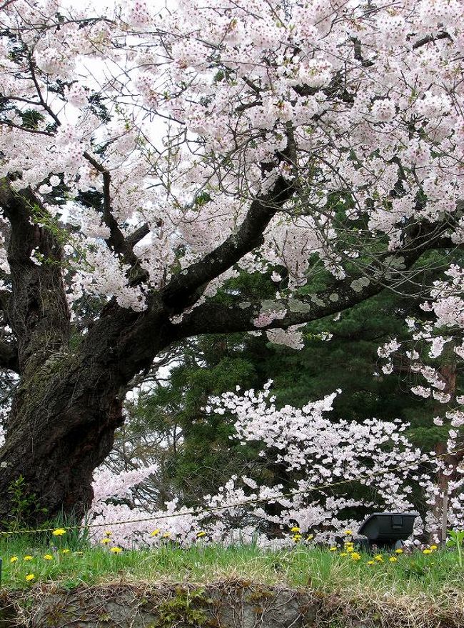 海外旅行で初めて長期間留守にしたので<br />留守番の希望で桜を見る旅を始めました<br /><br />最初は会津若松城鶴ｹ城の桜です。<br /><br /><br />雪の飯盛山<br />http://4travel.jp/traveler/jiiji/album/10076522/