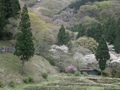 春の金時山に登る