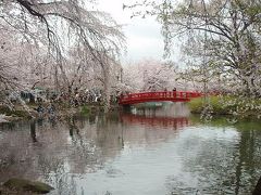 臥竜公園の桜並木♪