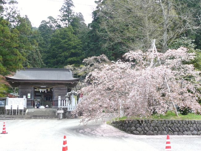 今年最後のお花見は宍粟市一宮町にある御形神社の正福寺桜です。<br />この正福寺桜は兵庫県の固有種で「キンキマメザクラ」と「ヤマザクラ」の自然交配種。淡紅色で５０〜１００枚の花弁を有した半枝垂れの非常に珍しい八重桜です。<br />御形神社の正福寺桜は本家の新温泉町の正福寺を凌ぎ県下最大で市の天然記念物に指定されています。<br />先日の強い風雨で少し散ってしまったのが残念だったが、まだ沢山花は残っており、周辺には枝垂れ桜や八重桜があってのんびりお花見を楽しむことが出来ました。<br />また境内には五色椿があります。五色椿といえば奈良の白毫寺が有名ですが、ここの五色椿も本家を凌ぐ大きな木で、これもたくさんの花をつけていました。<br />