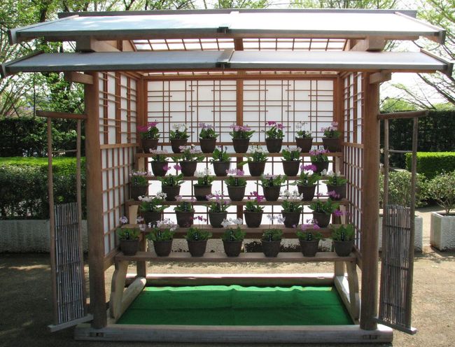 佐倉市散策（１３）・・歴博くらしの植物苑に伝統の桜草を訪ねます。