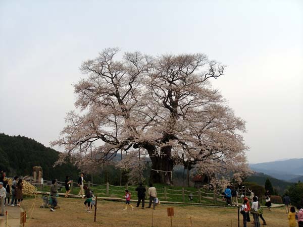 大河ドラマ武蔵のタイトルバックに使われ全国的に有名になった醍醐桜です。<br /><br />桜数奇を自認する私ですがまだ一度も逢ったことがなかったので逢いに行きました。<br /><br />岡山県一大きい桜で樹齢は推定千年の桜で品種はアズマヒガンです。