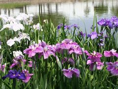 花菖蒲の堺市白鷺公園