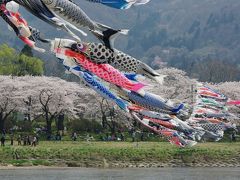 桜三昧　１（北上展勝地）