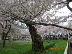 高遠コヒガンザクラ・信州桜競艶 善光寺2日間