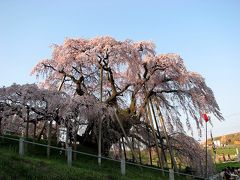 桜を追って　三春の滝桜