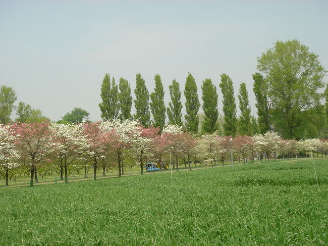 西東京市に有る東大農場と演習林は移転中止を求めて市民活動の署名運動の結果4万5000人もの署名を集めて移転を阻止した。<br />農場は自然の宝庫。ポプラ並木は1974年に植樹され生育が早いので今は立派な並木となり樹高20ｍをこえている。<br />ハナミズキの花が満開でしたが今回の一番の楽しみは珍しい「ハンカチのキ」でした。ちょっと早かったかな？とも思いましたが充分楽しめました。<br />開放されているのは平日だけですので要注意。またダチョウが飼育されていたり演習林の木には里親制度が有る事にも吃驚しました。<br />西武新宿線田無駅下車徒歩７分位。<br />