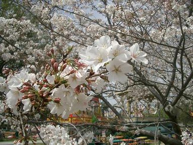 毎年、桜の季節にMaconで行われるCherry Blossom Festivalに行きました。<br /><br />http://www.cherryblossom.com/<br /><br />