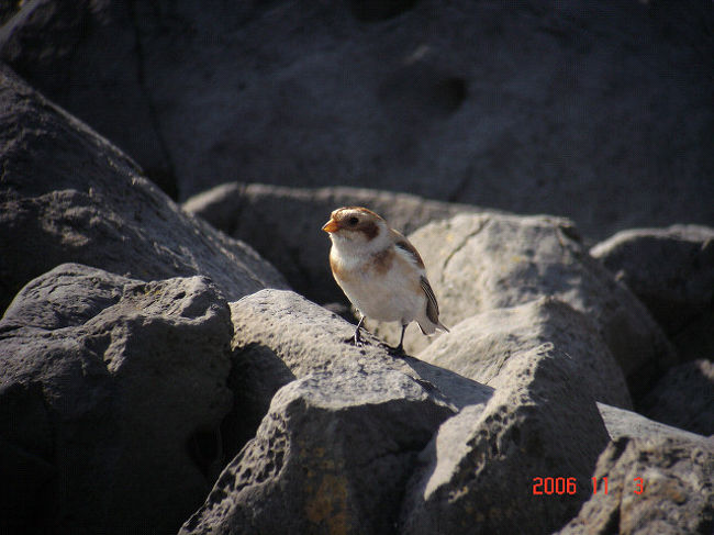 珍鳥が多く見られるという舳倉島にて、バードウォッチングをしてきました。<br /><br />写真はユキホオジロのメスです。<br /><br /><br />※ 2014.11.20 位置情報修正＆コメント追加