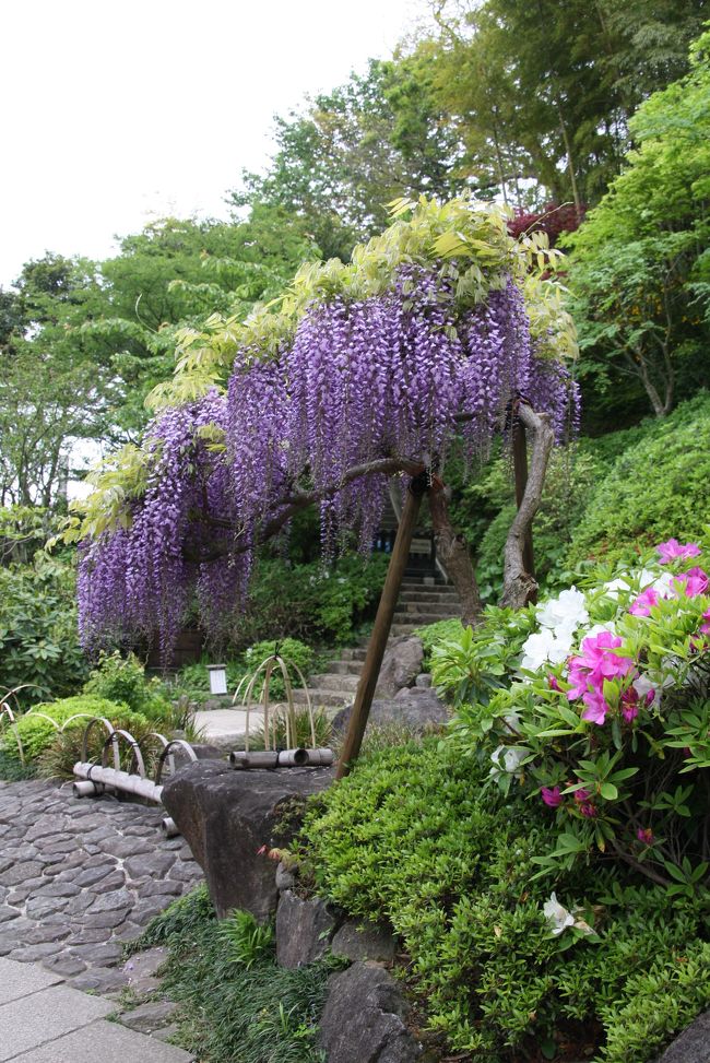 ＧＷの初日、天気はパットしませんが、藤の花を見に鎌倉の長谷寺、光則寺へ出掛けました。<br />長谷寺、光則寺ともに、花の寺としても有名で、沢山の花を楽しむことが出来ます。<br /><br />天気が良くなかったせいか、全然混んでおらず、ゆっくり楽しめましたが、雨が降り出してきたので早々に切り上げました。<br /><br />綺麗な花に野暮な解説は不要と思いますので、写真をお楽しみいただければ幸いです。<br />