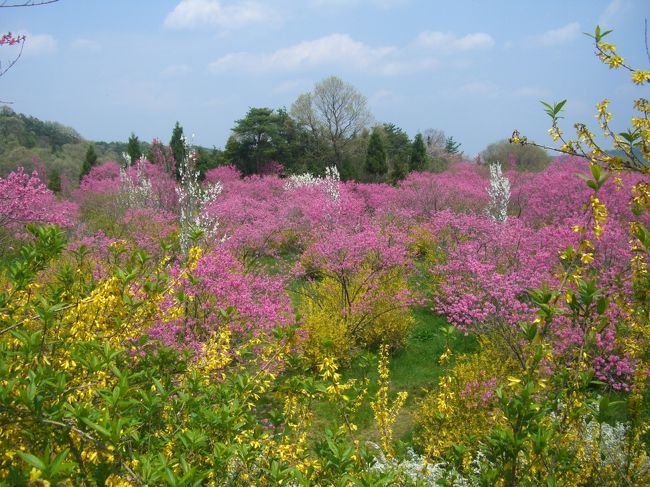 世羅と言えば全国高校駅伝の強豪校として知れ渡ってますが、今日はその標高約５００Mと言われる世羅高原へブラッと出かけてみました。<br /><br />個人的にはおいしい梨（幸水）がとれると言うイメージでしたが、多年草の芝桜で有名な花夢の里のほかここは季節に応じて色んな花が見られる施設が多く存在する高原なのです。↓（世羅町観光協会）<br />花好きの人にはたまりません！<br /><br />今回訪れたのは芝桜の「花夢の里ロクタン」と主に菊桃がメインの「ラ・スカイファーム」そしてチューリップの「世羅高原農場<br />」の３ヶ所でしたが、このほかにも香山ラベンダーの丘ではこの時期アイスランドポピーを楽しむことが出来ます。<br /><br /><br />●世羅町観光協会<br />http://www.sera-kankoukyoukai.or.jp/<br /><br />特にこのGW時期には家族連れやカップルはじめ観光バスで訪れる団体さん等も多いようです。<br /><br />尾道から三次に向かう１８４号線を北上、世羅の町（中心地）を過ぎて再び家屋の少なくなった所でネズミ捕りをしてました。（ポリスもこの時期は稼ぎ時か？）<br />この１８４号線から世羅高原のふれあいロードに入る道（左折）がそんなに広くなくて通り過ぎてしまう事がありますので注意です！<br /><br />世羅高原の各施設はそれぞれすぐ近くにある場合もありますが、訪れる場所によっては車で２０〜３０分ほど離れている所もありその道は山道で思った以上に狭くて迷い易い道もありますので特にマイカーで来られる方は注意して下さい。<br /><br />今日も私の前を走っている２台の車が入らなければならない道を通過してしまい逆に狭い山道に入ってからは私の車が先導する形になりました。しかも迷った車の１台はタクシーです。<br /><br /><br /><br /><br />