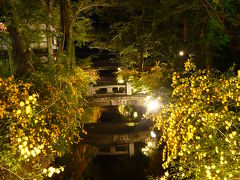 山吹の花のライトアップ◆松尾大社（京都市西京区）