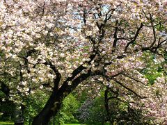 小金井公園＊日溜り散歩　☆桜の園・武蔵野の道に花を求めて
