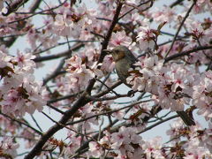 札幌　桜の隠れ名所