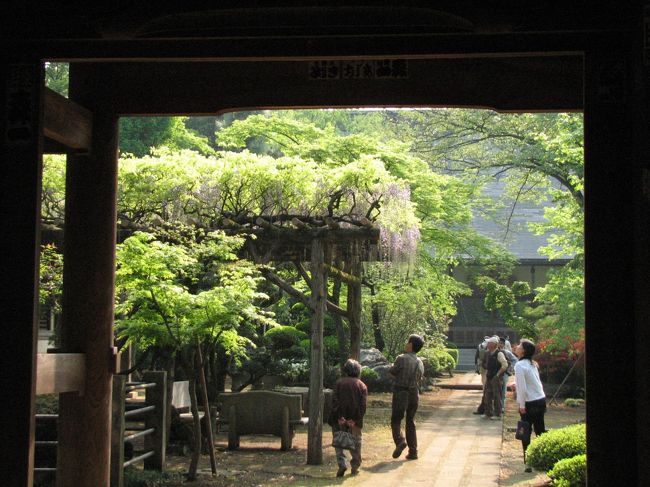 ４月２７日、午後２時半頃より、久方ぶりに近くの多福寺、多聞院の藤の花、牡丹等を愛でるために訪問した。<br /><br />多福寺は素晴らしい新緑と藤の花、ツツジが見ごろを迎えていた。<br /><br /><br /><br />＊写真は山門より藤棚を眺める人を撮影する