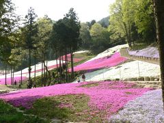 ヤマサ蒲鉾?夢鮮館　芝桜の小道