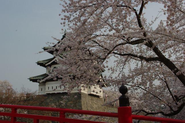 みちのく三大桜名所のひとつ、青森県弘前市弘前公園の城郭内の桜。<br />