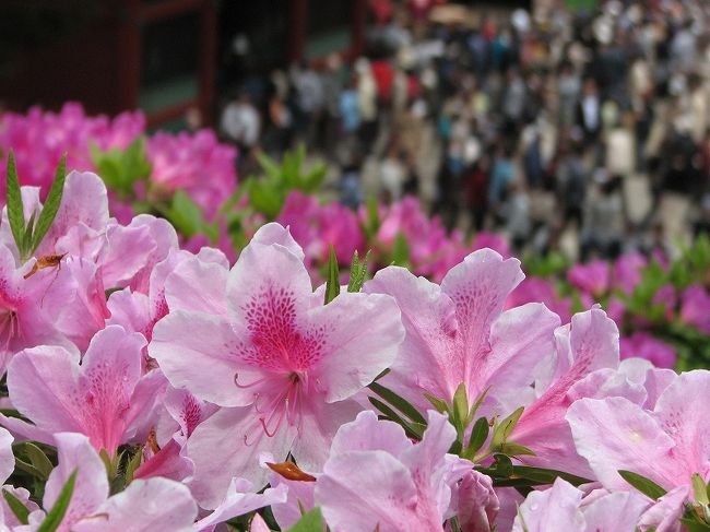 連休の始まった４月２７日の日曜日<br />　散歩に今年も根津神社の「つつじ祭り」へ<br />　　予定通りの混雑<br /><br />今年の（２００８）の「つつじ祭り」は５月６日までです<br />つつじはせい一杯美しい花を咲かせてました。<br /><br />根津神社ＨＰ<br />http://www.nedujinja.or.jp/<br /><br />昨年の4traＵＰ済を探しましたが<br />　　自分で削除してしまった、残念<br />