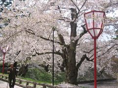 JR桜の旅−青森県弘前編