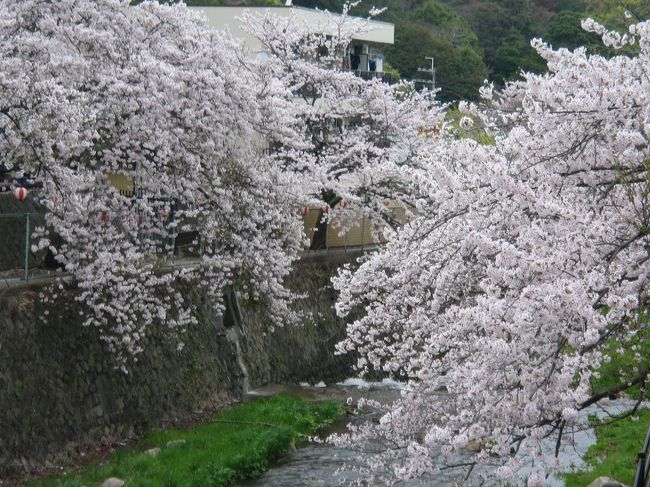 京都に続くお花見シリーズ。久しぶりの有馬。<br /><br />有馬川沿いの満開の桜が風になびいて本当にキレイでした。<br /><br />観光客が外人の団体ばかりでビックリでした。<br /><br />山に近いので少し肌寒く長く滞在はしませんでしたが<br /><br />楽しい一日になりました！！<br />