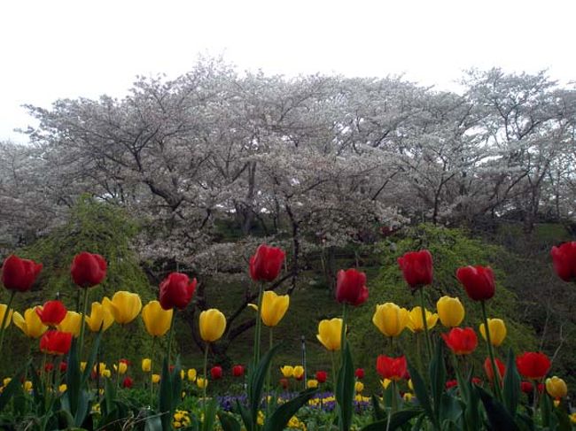 散り行く桜を惜しんで花狂いの一人旅