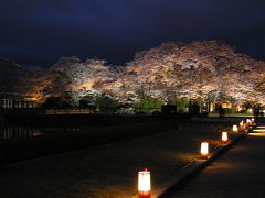 京都桜便り part11 府立植物園のライトアップ