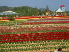 2008”チューリツプ祭り（世羅高原農場）