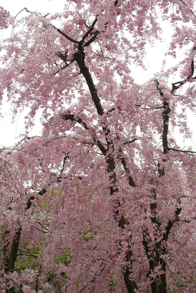 お馴染みの京都府立植物園でお花見です。<br />桜はそろそろ終わりかけですが、ライトアップをしているので出かけてみました。<br />そして2日後また今度は昼間の植物園へ最後のお花見と足を運んでみました。今回は昼間のお花見の分です。<br /><br />今回感じたのは、どちらもそれぞれの魅力がありますが、私は昼間派かなということ。<br />ライトアップがカクテルなら昼間の花見はフレッシュジュースのようなもの…？<br />私はフレッシュジュースが好きかも…<br />皆様は如何でしょう。桜はいつでも懸命に咲いてくれています。人間の我儘で好きとか嫌いとか言ってはいけませんね。(^^ゞ<br />桜だけではなく春のお花も楽しむことが出来ました。<br />植物園、やっぱり大好きです。<br /><br />