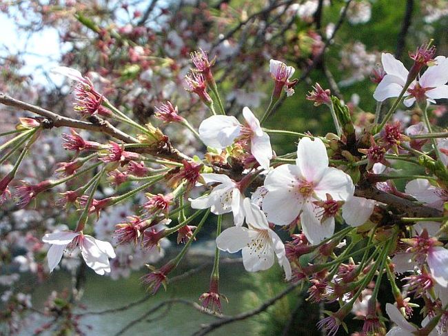 ６年ぶりに桜を見に新宿御苑へ。<br />敷地内はとっても広く、東京とは思えない景色に感激！<br />桜もいろんな種類があり、お花見にぴったり。<br />やっぱり桜はいいねぇ☆
