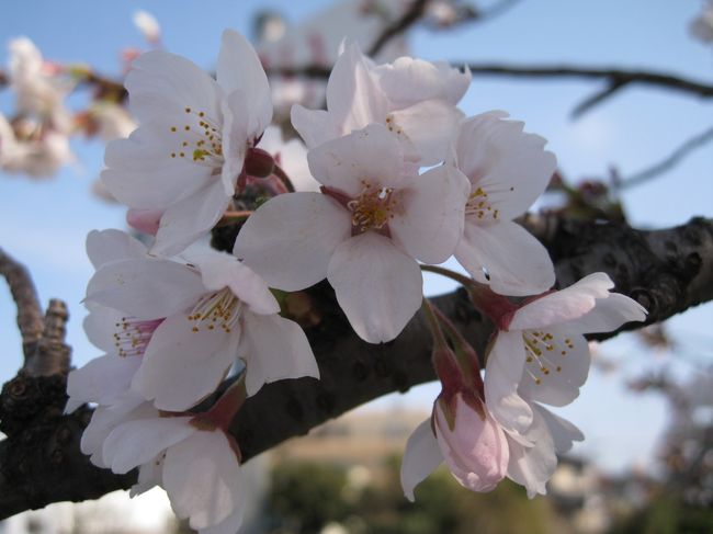 2008年4月5日(土)、晴れ。<br /><br />兄一家＋母と私の合計5.5人(嫁の腹に子が一人w)で<br />お花見をしに、今回は岡崎公園へ行ってきた。<br />