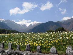 信州のサクラ?・駒ヶ根市内（光前寺他）