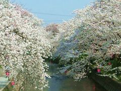 五条川　−川面を覆いつくす桜並木−