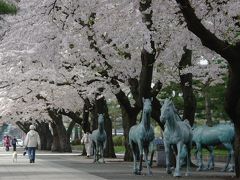 桜三昧　６（十和田市官庁街通り）