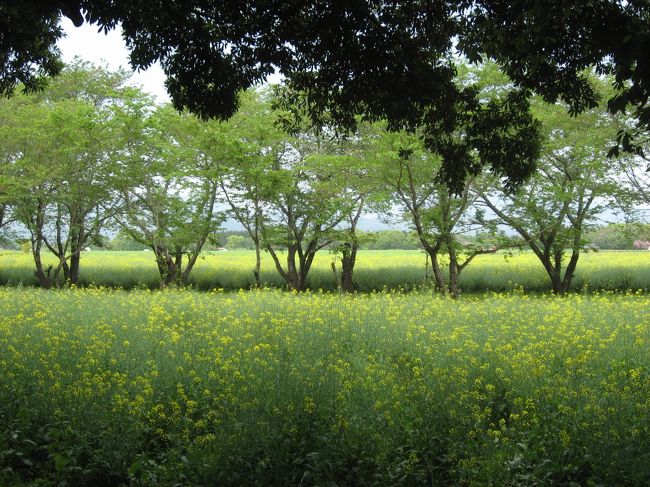 三日目は、初日、二日目で疲れた体と心（？）を癒すために、のんびりと観光に時間を費やす事に決めました。<br />フェニックスカントリークラブは、やはり名門の1つであり　その十分に整備されたコースとコースが持つ雰囲気を十分に感じ取れ、この違いを経験出来るのであれば　平日で２．５万円掛けても良いと思えるコースでした。<br />スコアは、そのフェアウェイの粘り気のある芝の難しさとバンカー、松林の全ての影響を受け　酷いものでしたが、調子を戻して又挑戦しにきます。<br />