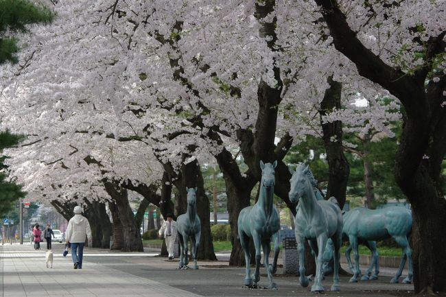 青森県十和田市官庁街通りの桜