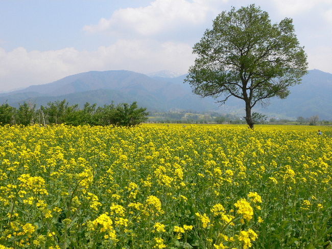 最後に、今年は雪が多かったので開花が遅かったという、飯山の菜の花を観に行きました。この数日、暖かかったこともあってか、咲き始めではあったものの、見頃開始という感じ。<br />５月の３〜５日は菜の花まつりも開催されます。