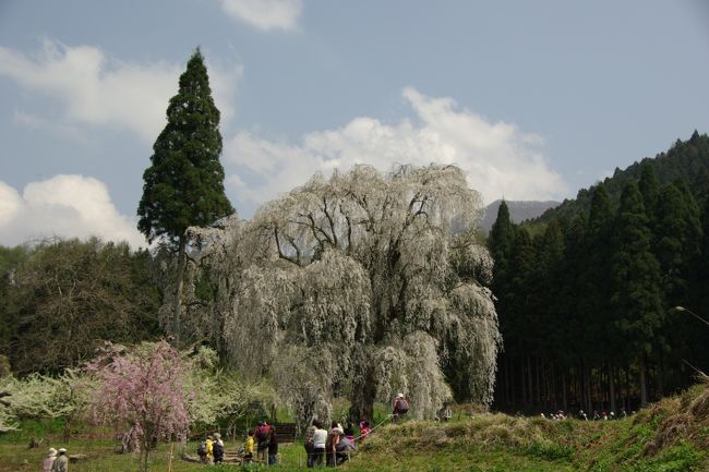 しだれ桜の郷、信州高山村こと長野県上高井郡高山村の山里を歩いてきました<br />信州高山村には約20本のしだれ桜があり、その内約半数が樹齢200年を超すそうです<br />中でも五大桜と呼ばれる見事な桜があること知って<br />東海道新幹線→長野新幹線→長野電鉄を乗り継いで須坂市へ<br />須坂のホテルに宿を取り1泊2日でハイキングの予定<br />高山村の桜マップを入手して綿密に計画を練りました<br /><br />27日ルート 水中のしだれ桜(五大桜)→和美のしだれ桜→二ツ石のしだれ桜→黒部のエドヒガン桜<br />(五大桜)