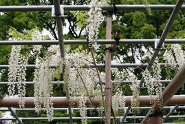 2008春、藤の花咲く曼荼羅寺公園(1/6)：江南藤祭り、屋台店、口紅フジ、芍薬、九尺藤