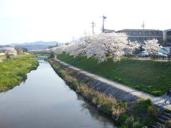 鴨川堰堤の桜満開