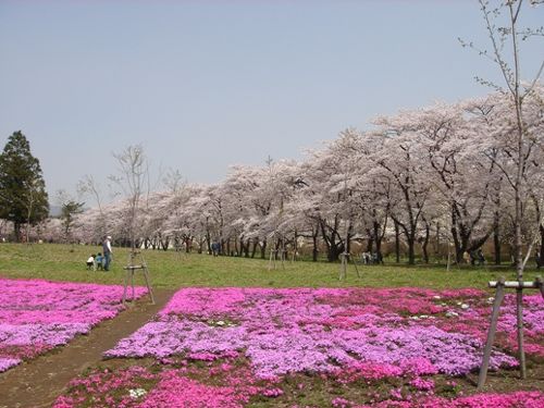 2008.04 赤城南面千本桜と太田の芝桜 （番外編：妻の散歩