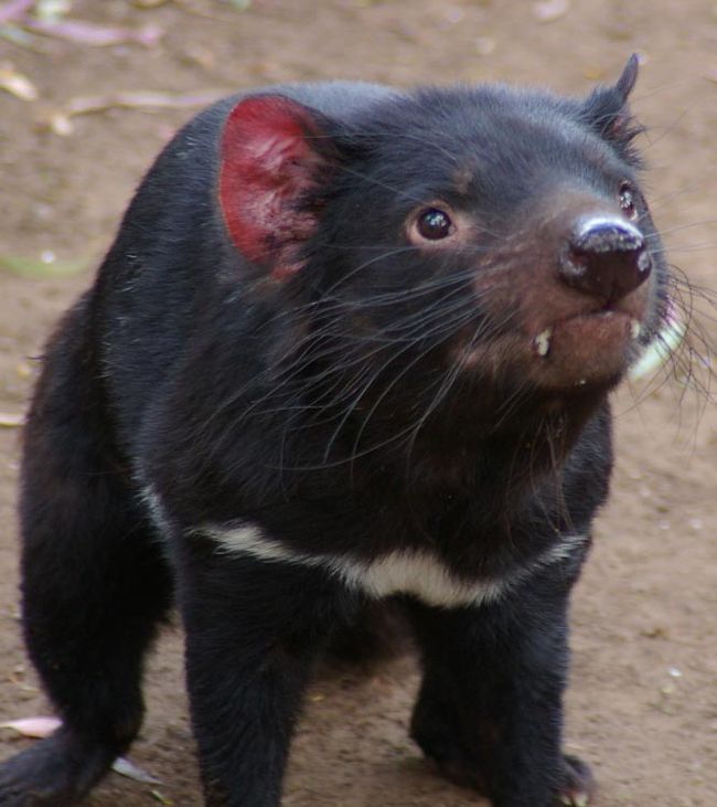 クレードルマウンテンは自然の宝庫です<br />タスマニア固有種の植物をはじめ、野生動物たちとも頻繁に会えます。<br />動物たちは、主に夜行性ですがお腹がすいたのか日中でも見ることができます。<br />そんな花と動物を紹介します。