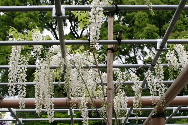 藤の花が満開の江南、曼荼羅寺の紹介です。曼荼羅寺は、名鉄犬山線の江南駅から江南団地行きのバスに乗って15分程です。バス停からは2、3分の距離です。(ウィキペディア、曼荼羅寺関連公式サイト)