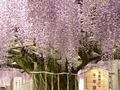 西播磨花めぐり?　大歳神社の千年藤