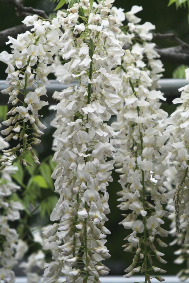 2008春、藤の花咲く曼荼羅寺公園(3/6)：移植株、赤カピタン、白カピタン、紫カピタン