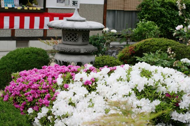 2008春、藤の花咲く曼荼羅寺公園(5/6)：塔頭、修造院、ノムラモミジ、ツツジ、世尊院碑