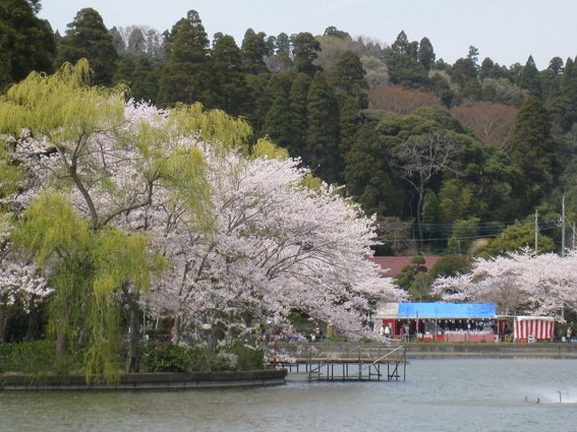 東金桜祭り In八鶴湖 作成中 茂原 千葉県 の旅行記 ブログ By さとみきさん フォートラベル