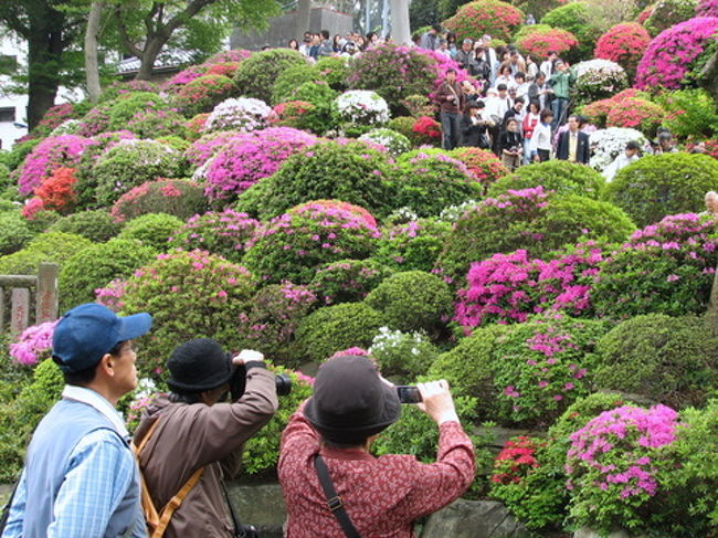 つつじ祭りが開かれていますので、お花見に行ってきました。<br />ことしの桜は、咲いて直ぐに嵐が来て散ってしまいましたが、<br />根津神社つつじ祭りは、今年は前日からの雨も上がり、丁度いい日和でした。<br />是非一度は行って見たいスポットです。