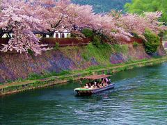 京都の桜　2008　哲学の道・平安神宮・二条城・祇園白川